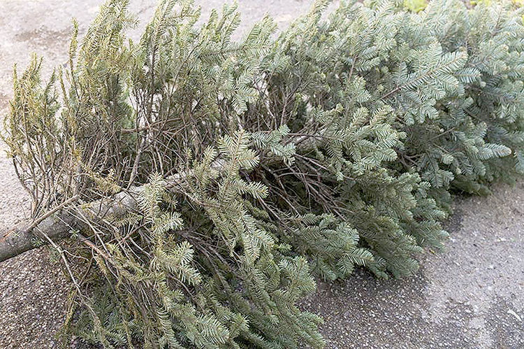 Waxahachie Christmas tree collection Jan. 10-11